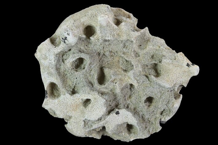 Cretaceous Fossil Sponge (Etheridgea) - Kazakhstan #91888